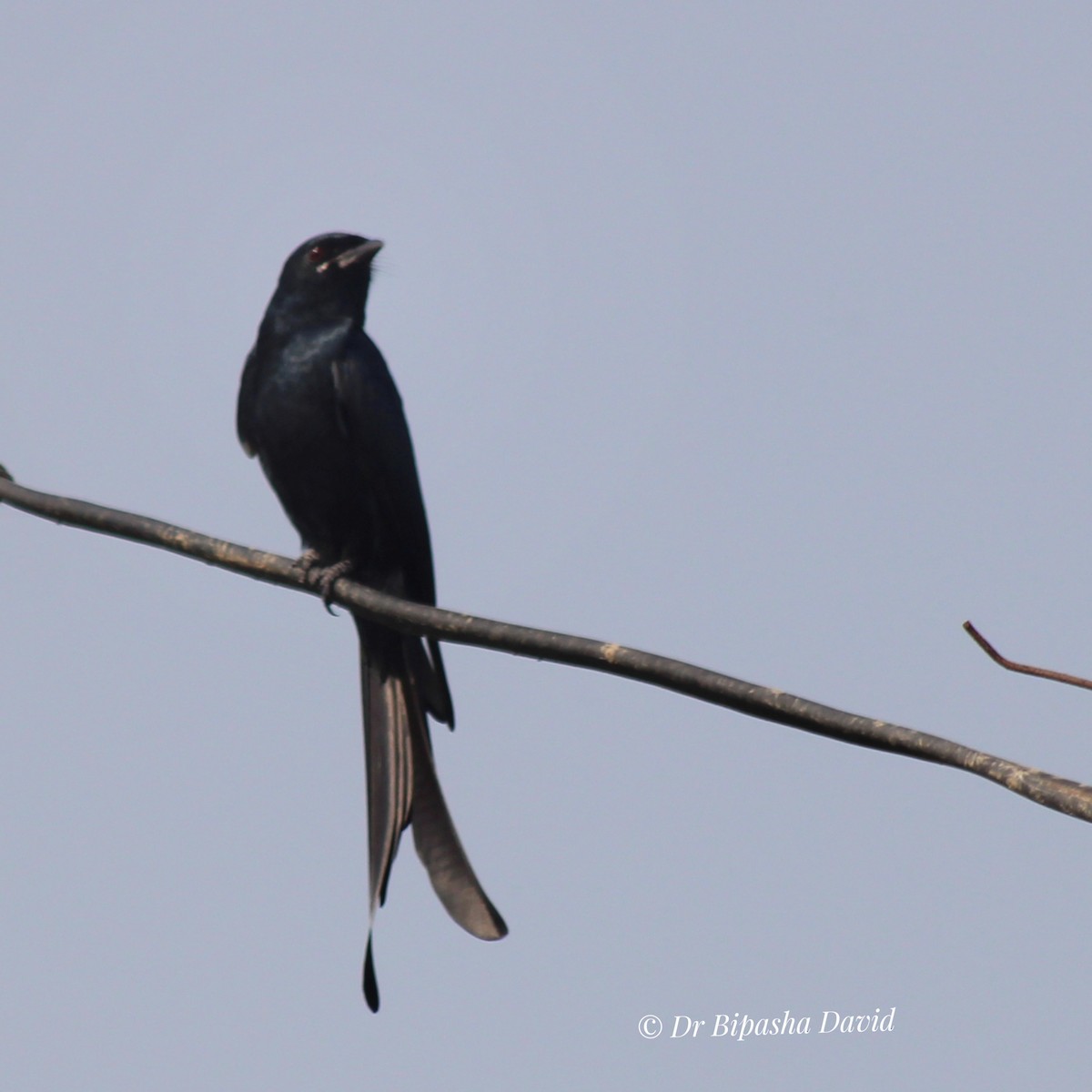 Black Drongo - ML646093660
