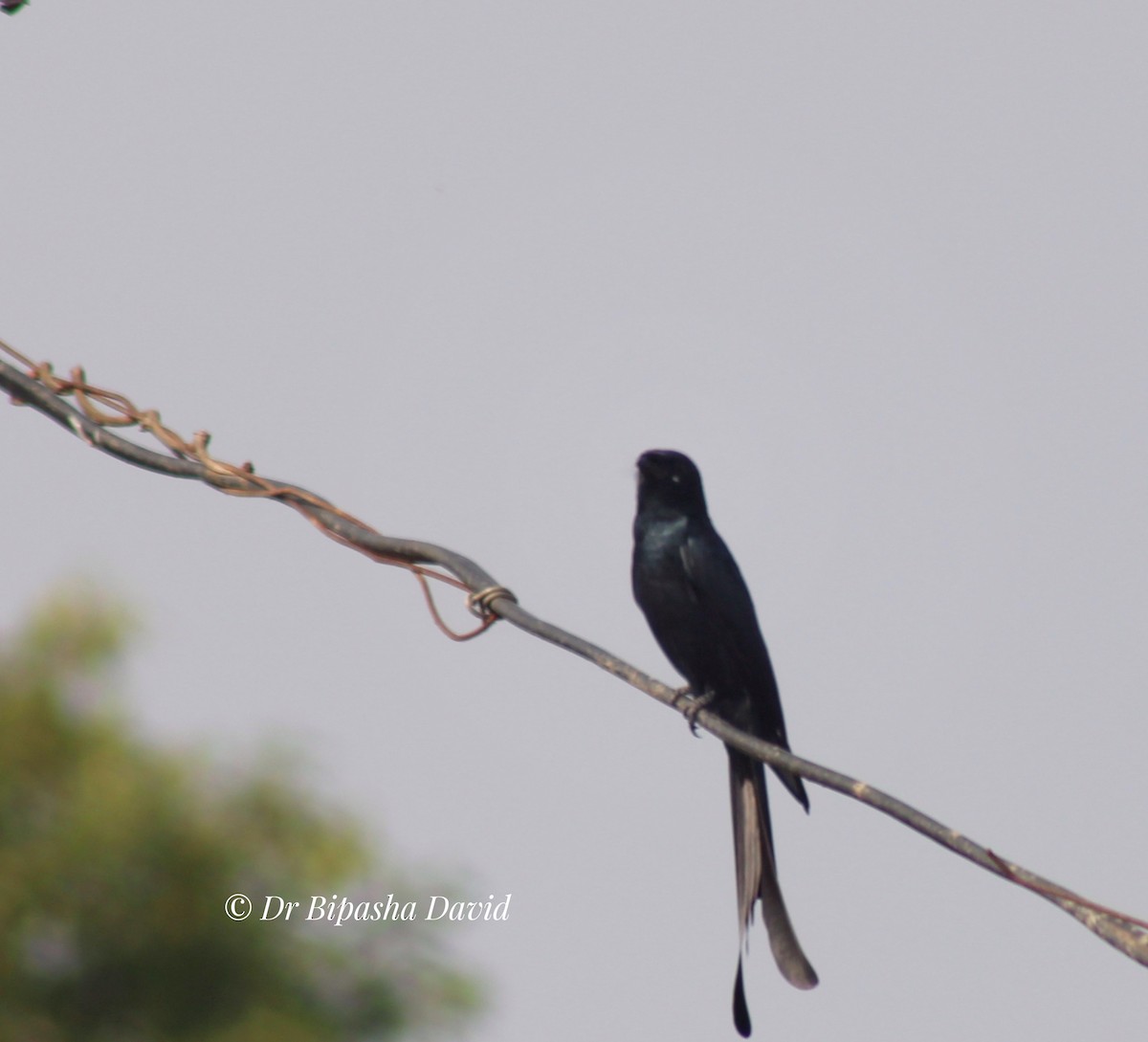 Black Drongo - ML646093661
