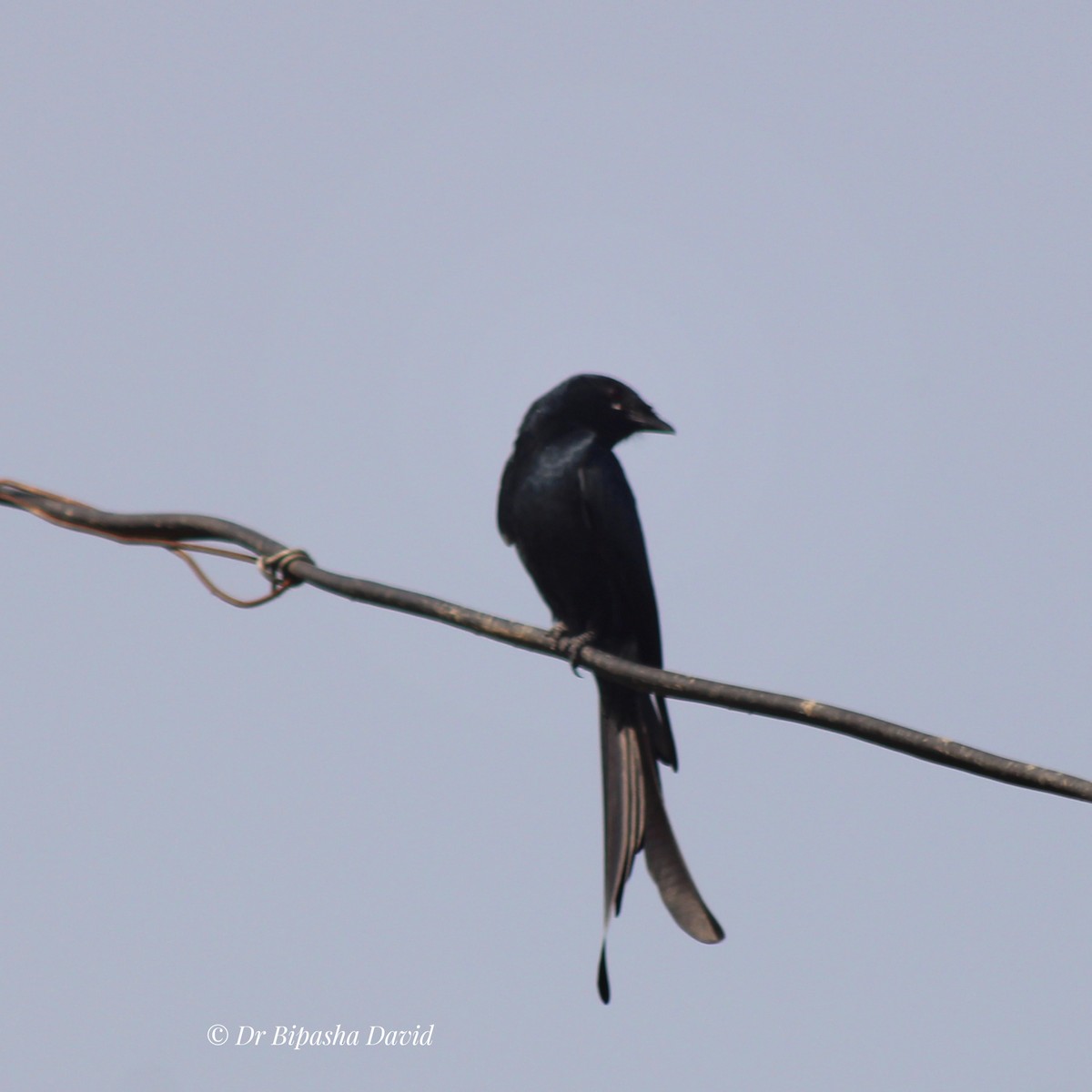 Black Drongo - ML646093662
