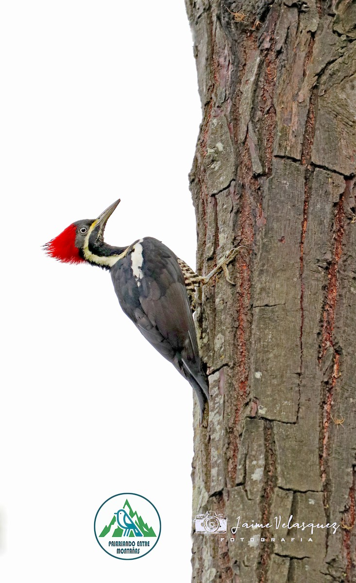 Lineated Woodpecker - ML646093663