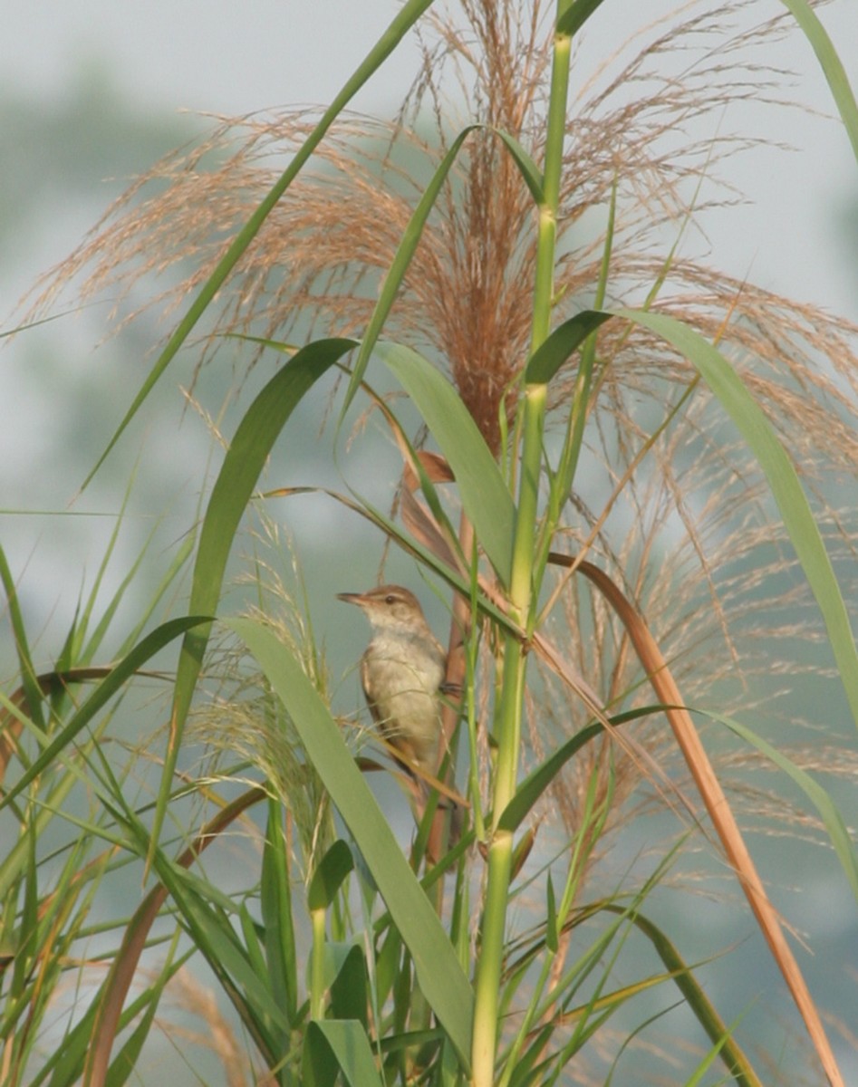 Clamorous Reed Warbler - ML646093664