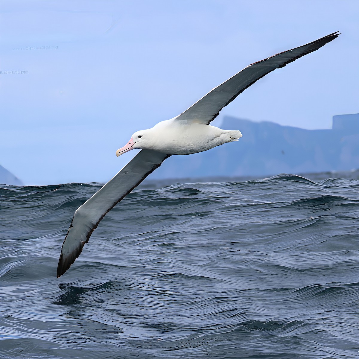 Southern Royal Albatross - ML646093665