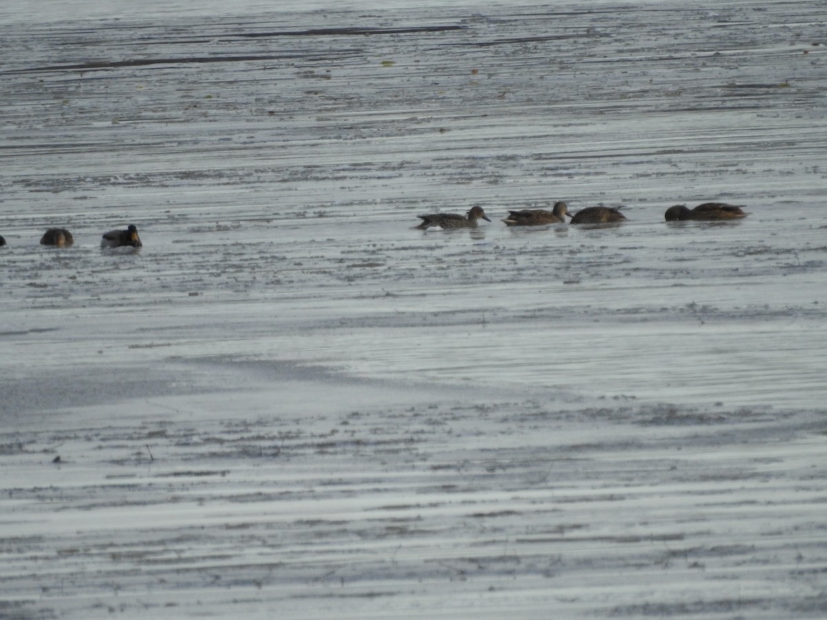 Mallard - ML646093666