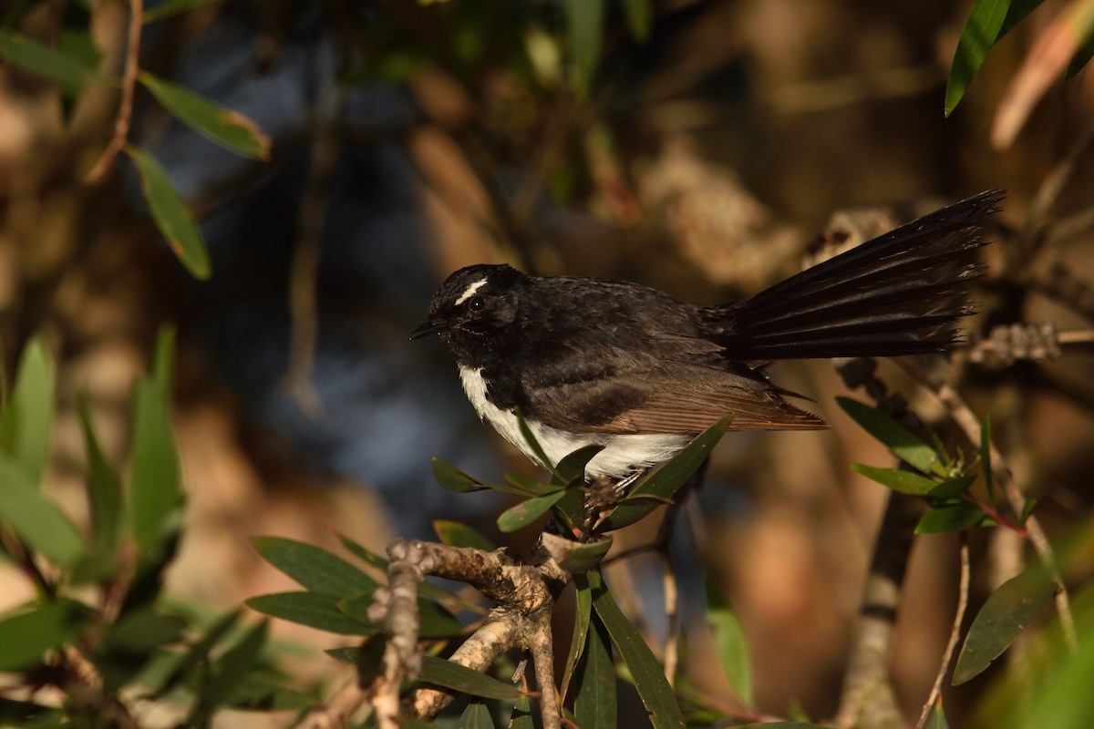 Willie-wagtail - ML646093667