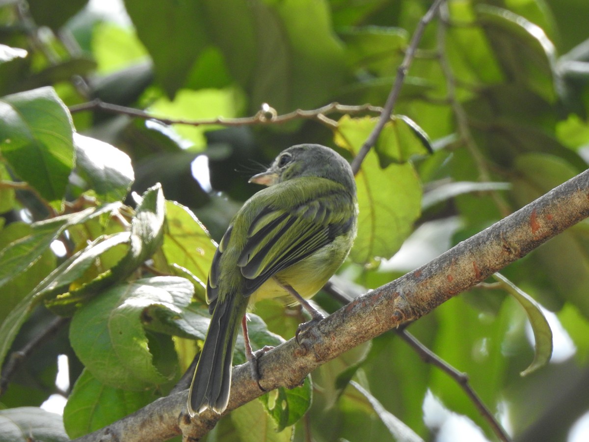 Yellow-olive Flatbill - ML646093668