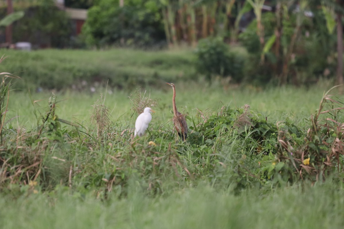 Purple Heron - ML646093669
