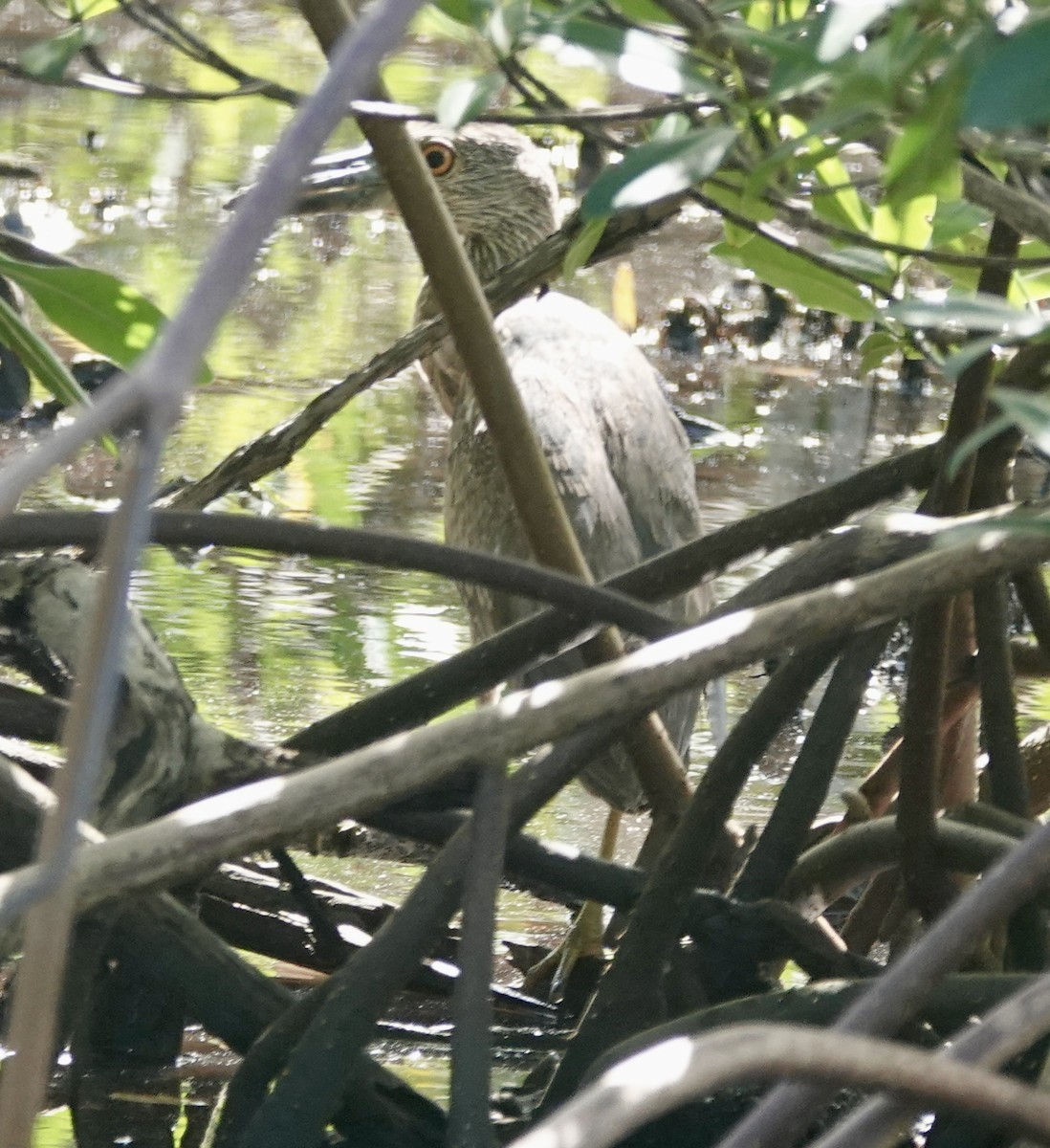 Yellow-crowned Night Heron - ML646093671