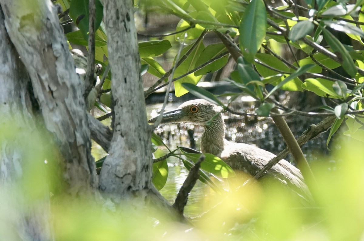 Yellow-crowned Night Heron - ML646093672