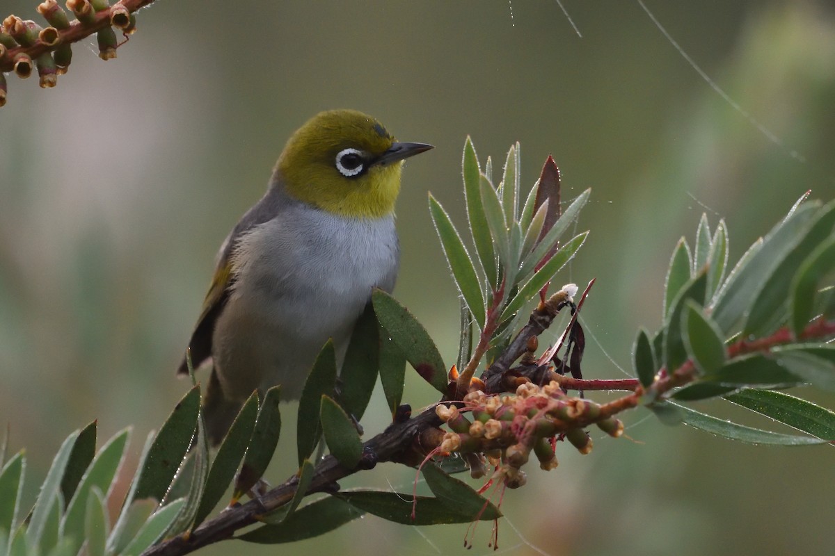 Silvereye - ML646093673