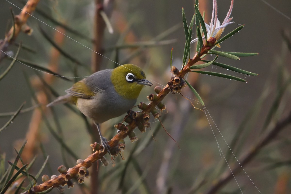 Silvereye - ML646093674