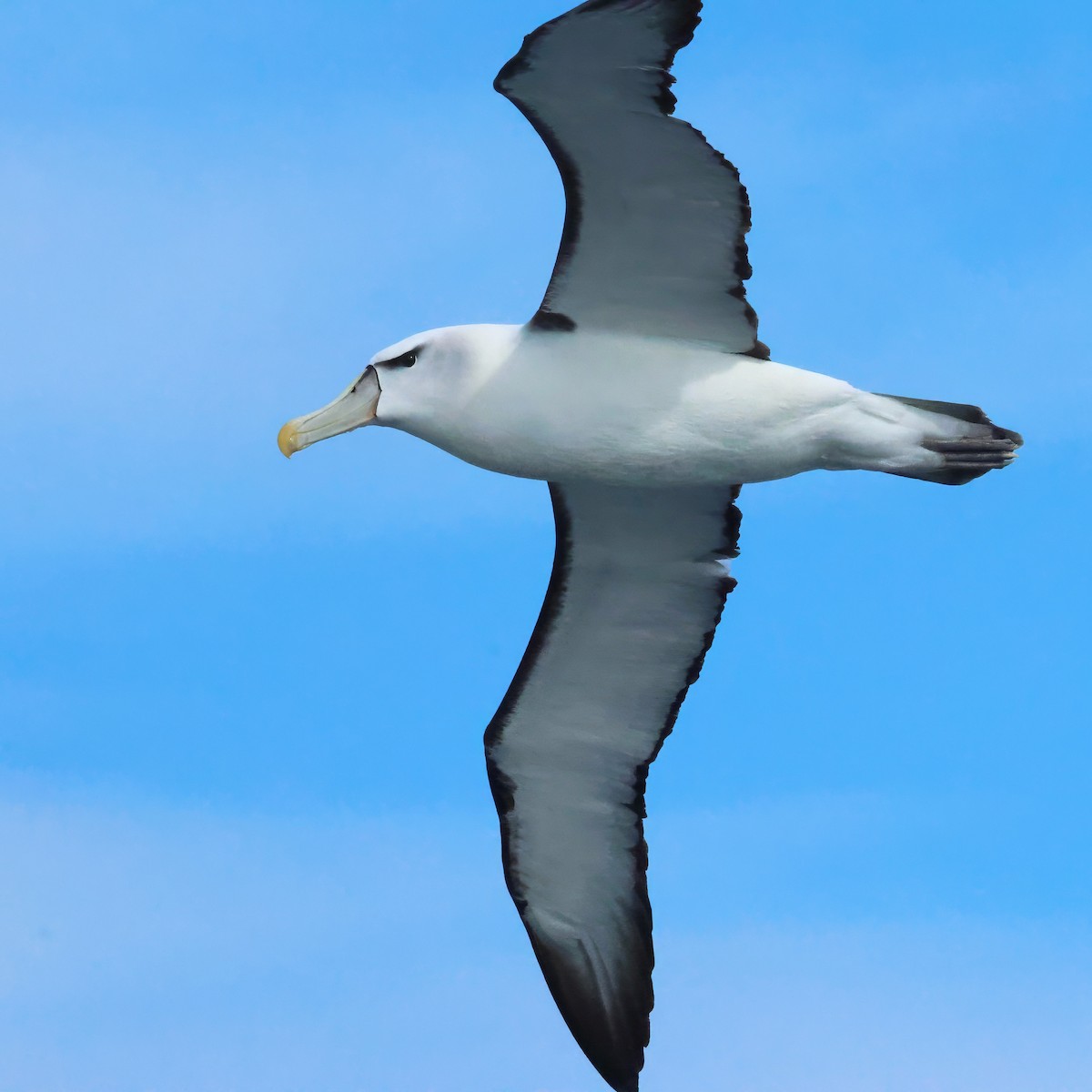 White-capped Albatross - ML646093676