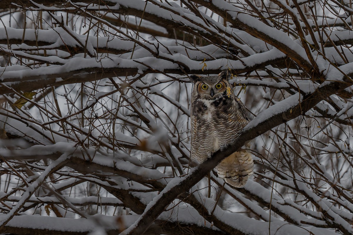 Great Horned Owl - ML646093677