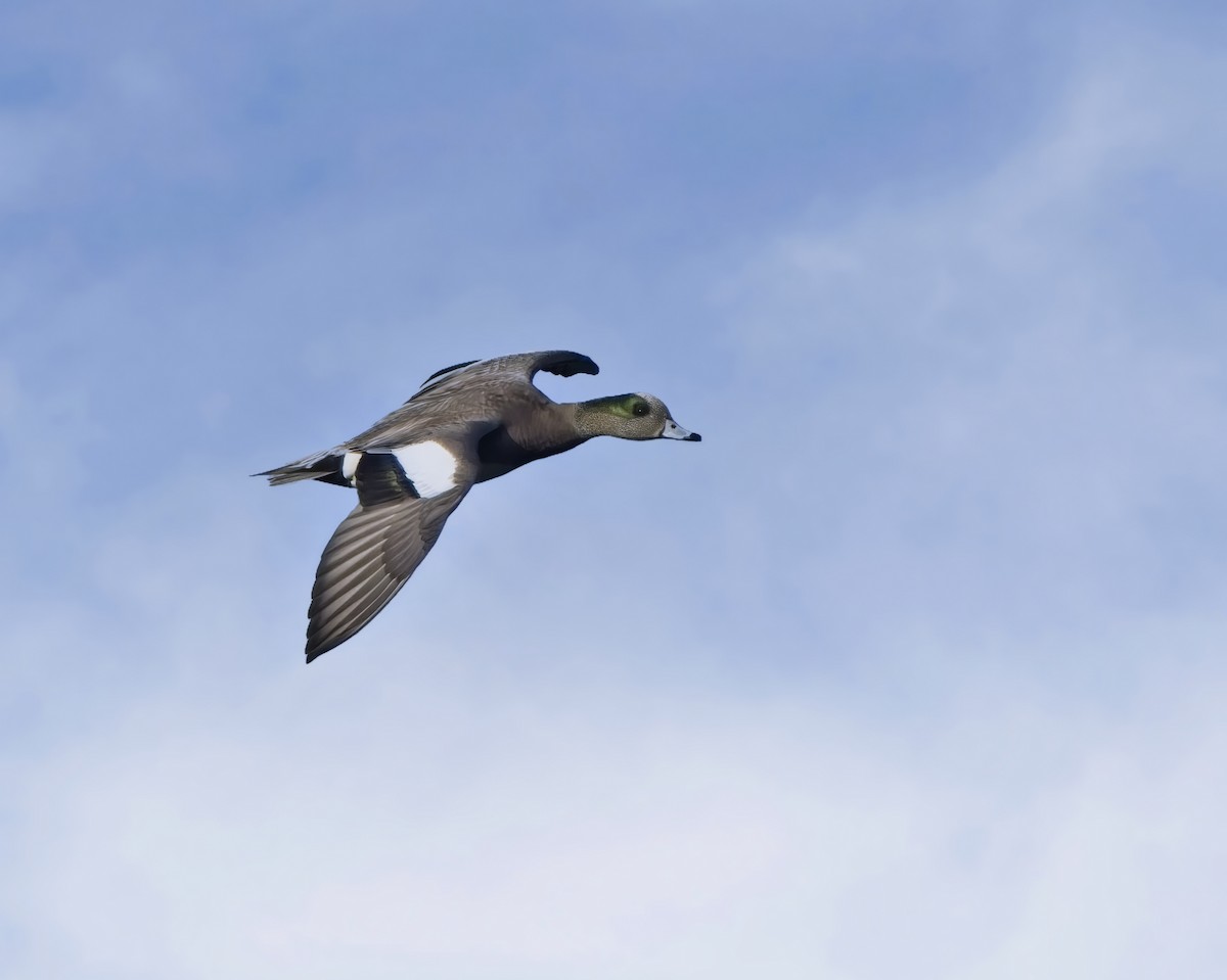American Wigeon - ML646093678
