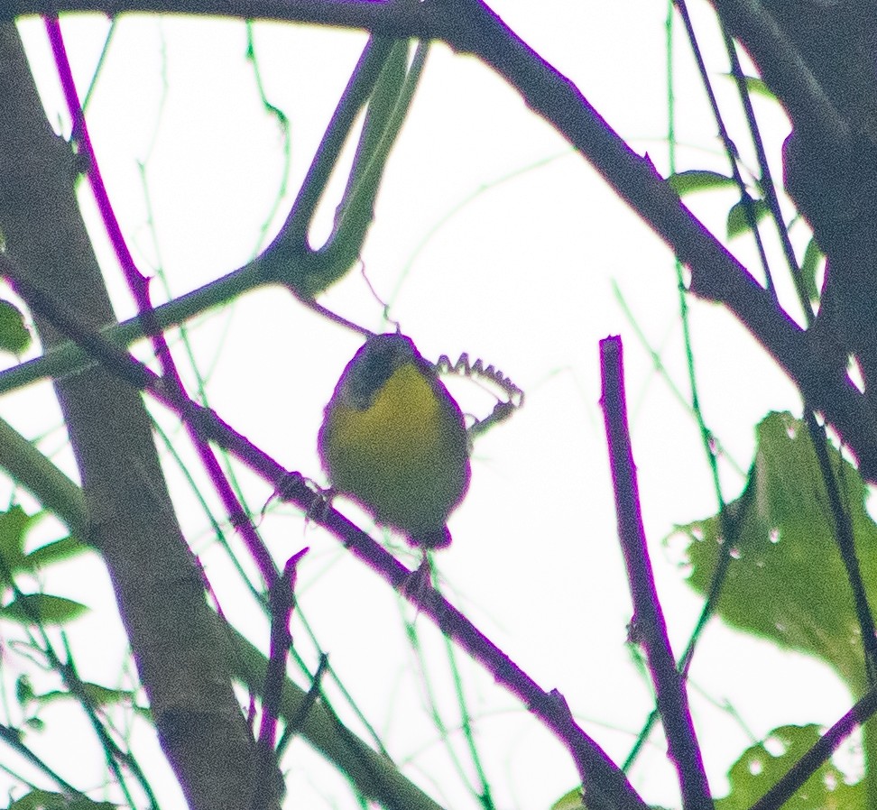 Common Yellowthroat - ML646093680