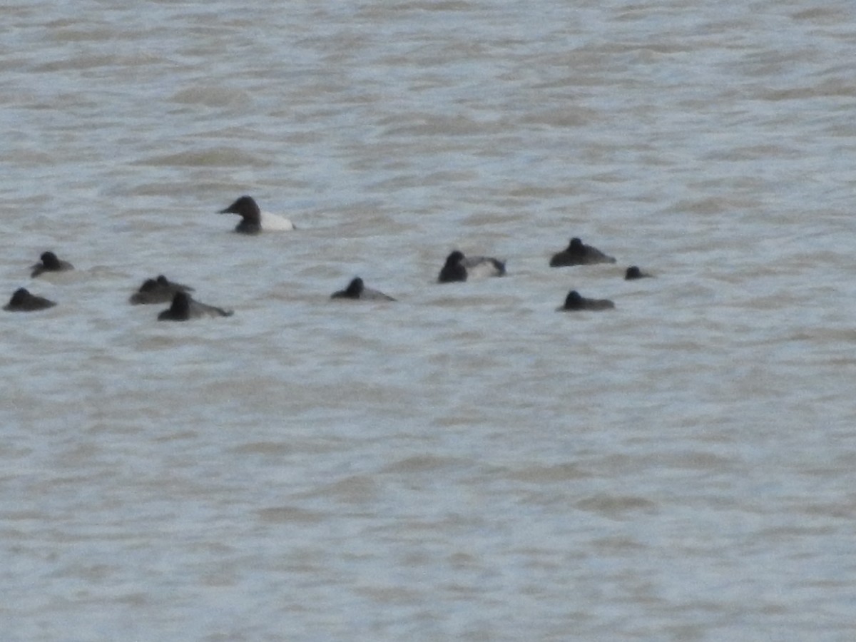 Canvasback - ML646093682