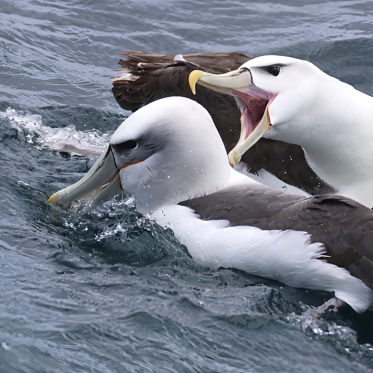 White-capped Albatross - ML646093684