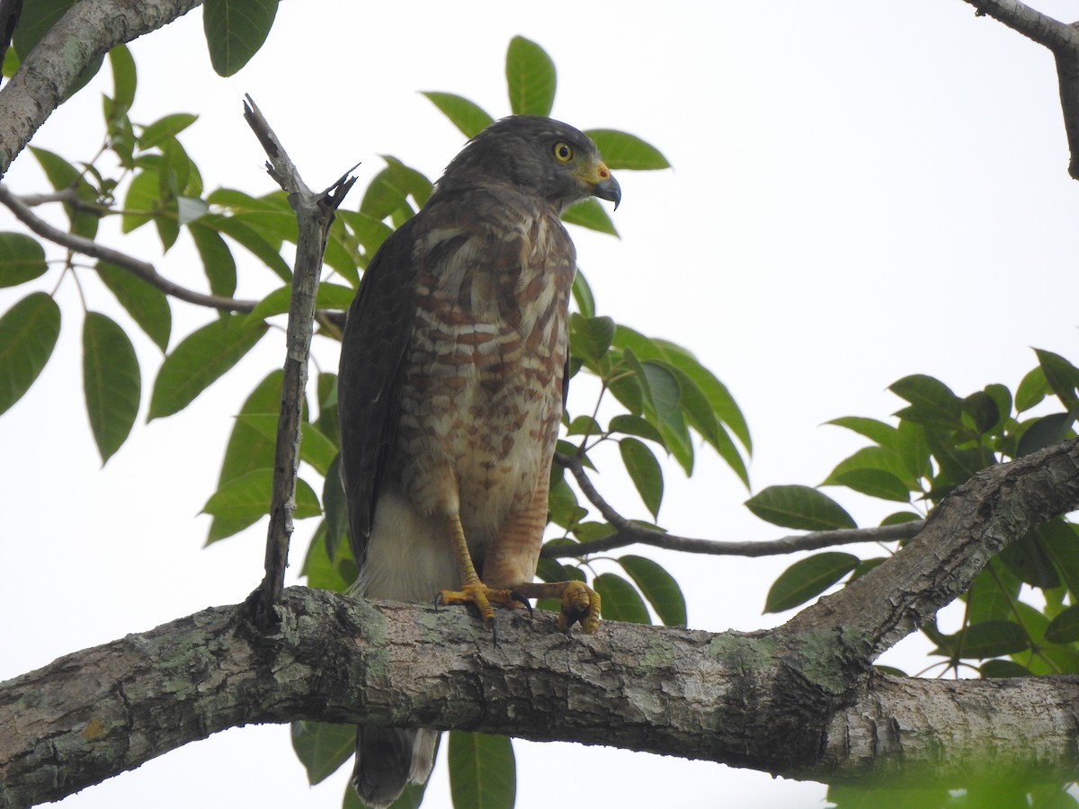 Roadside Hawk - ML646093685