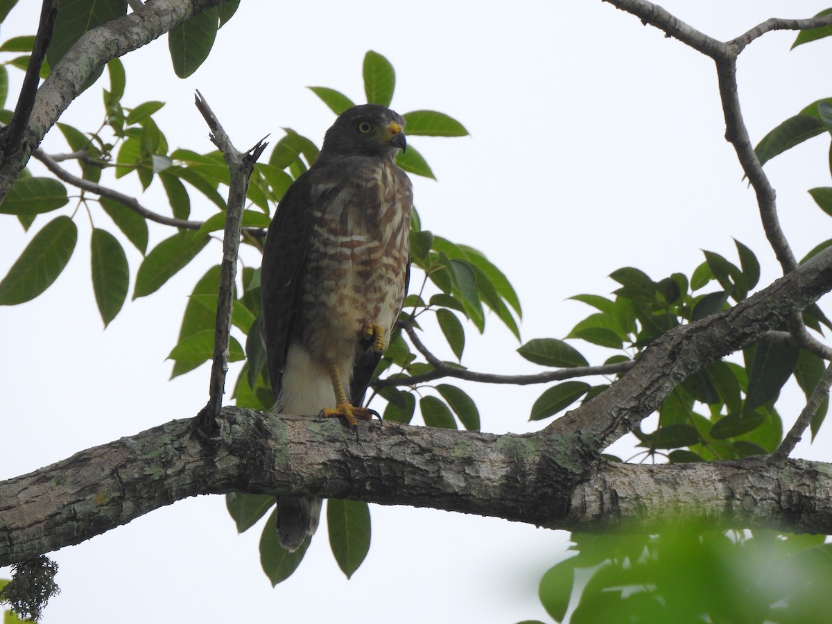 Roadside Hawk - ML646093686