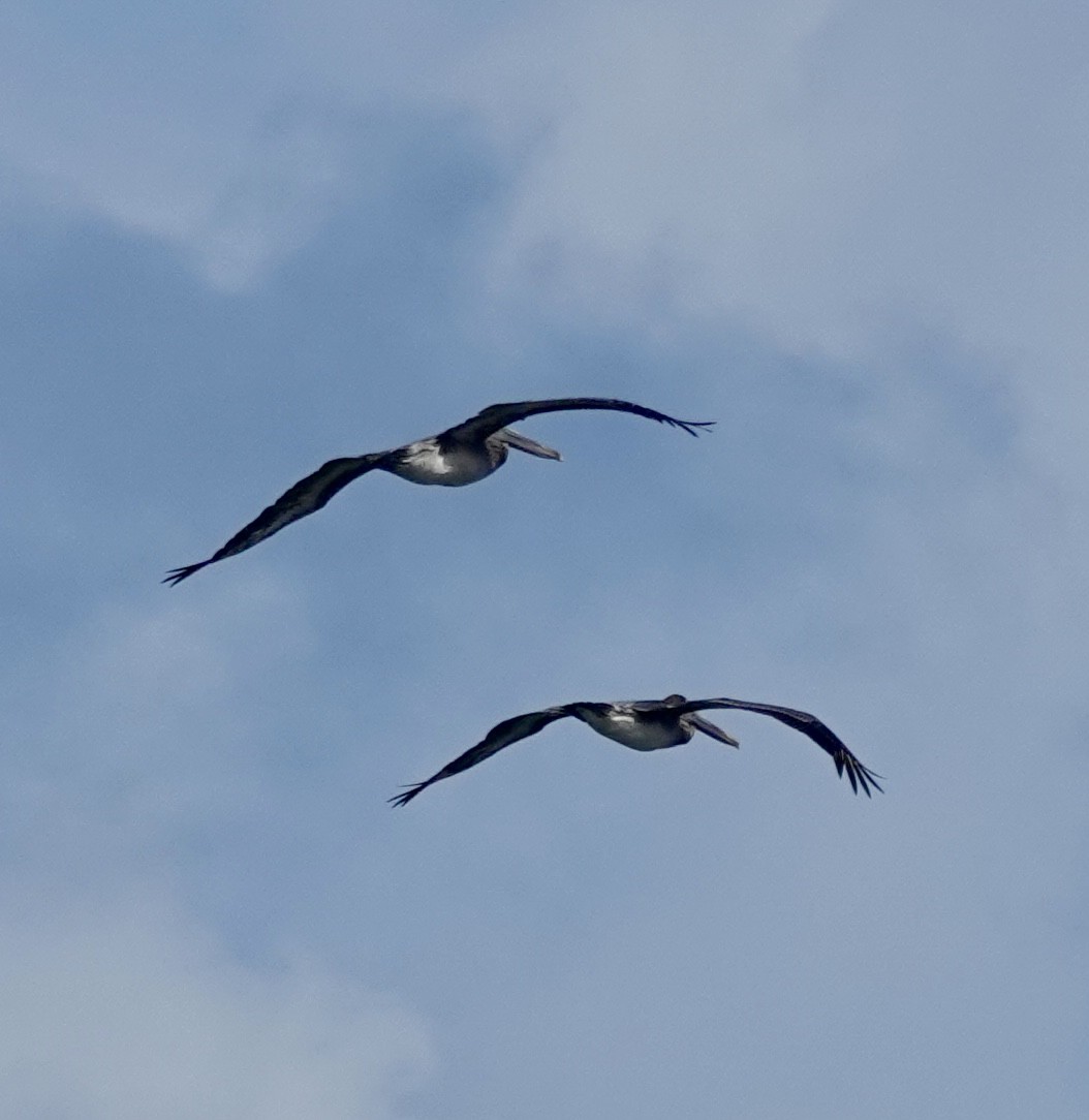 Brown Pelican - ML646093688