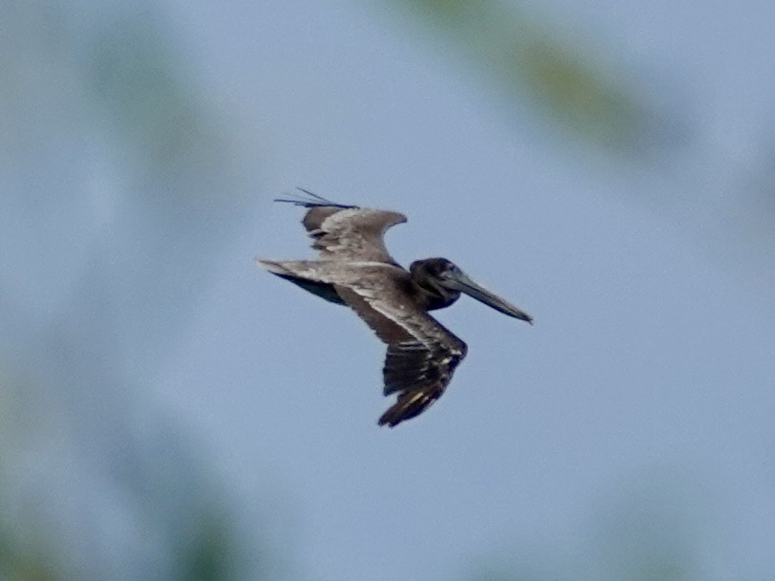 Brown Pelican - ML646093689