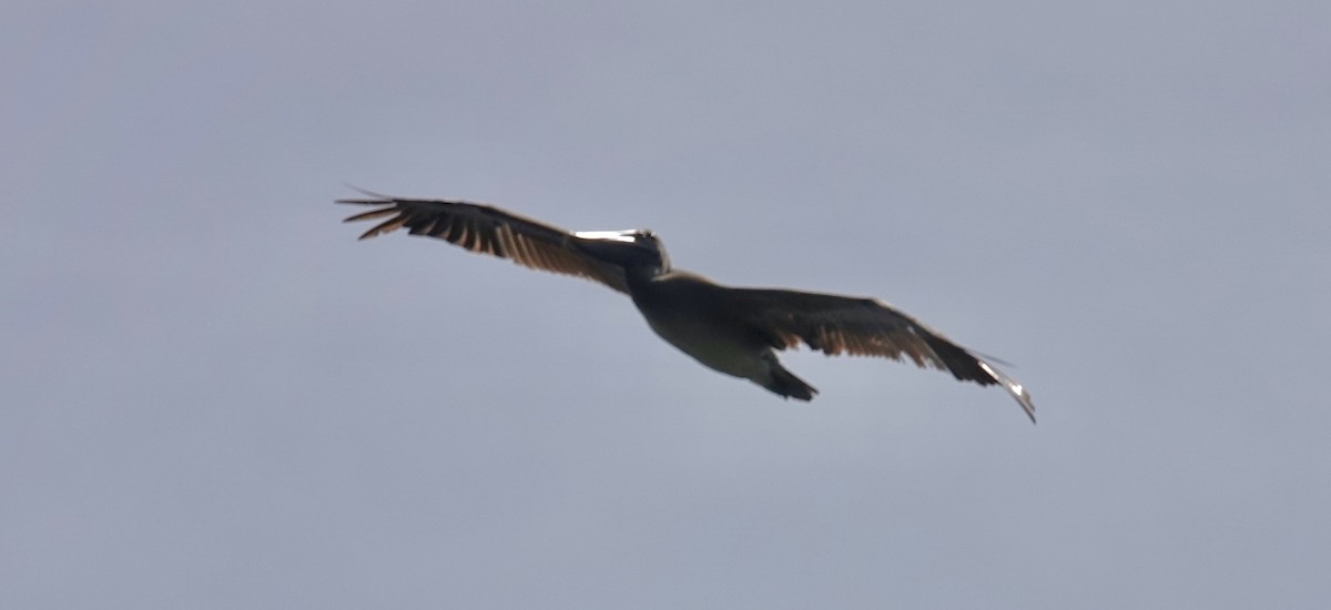 Brown Pelican - ML646093690