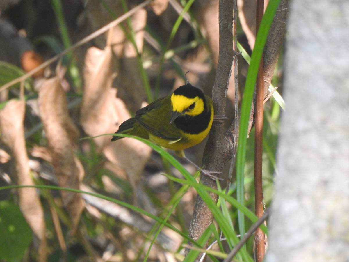 クロズキンアメリカムシクイ - ML646093692