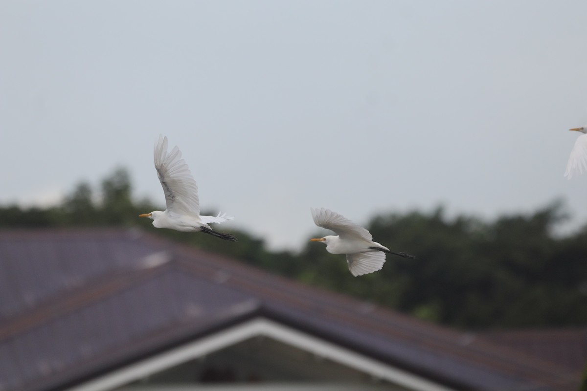 Eastern Cattle-Egret - ML646093697