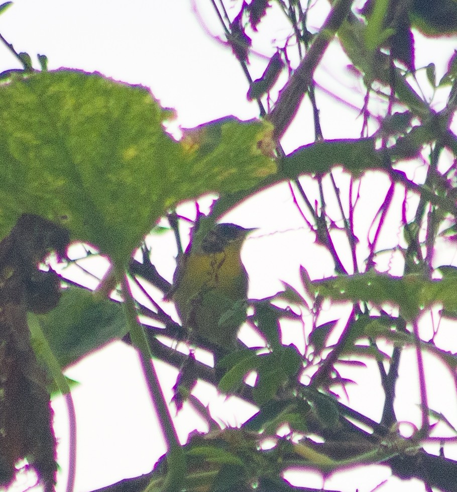 Common Yellowthroat - ML646093698