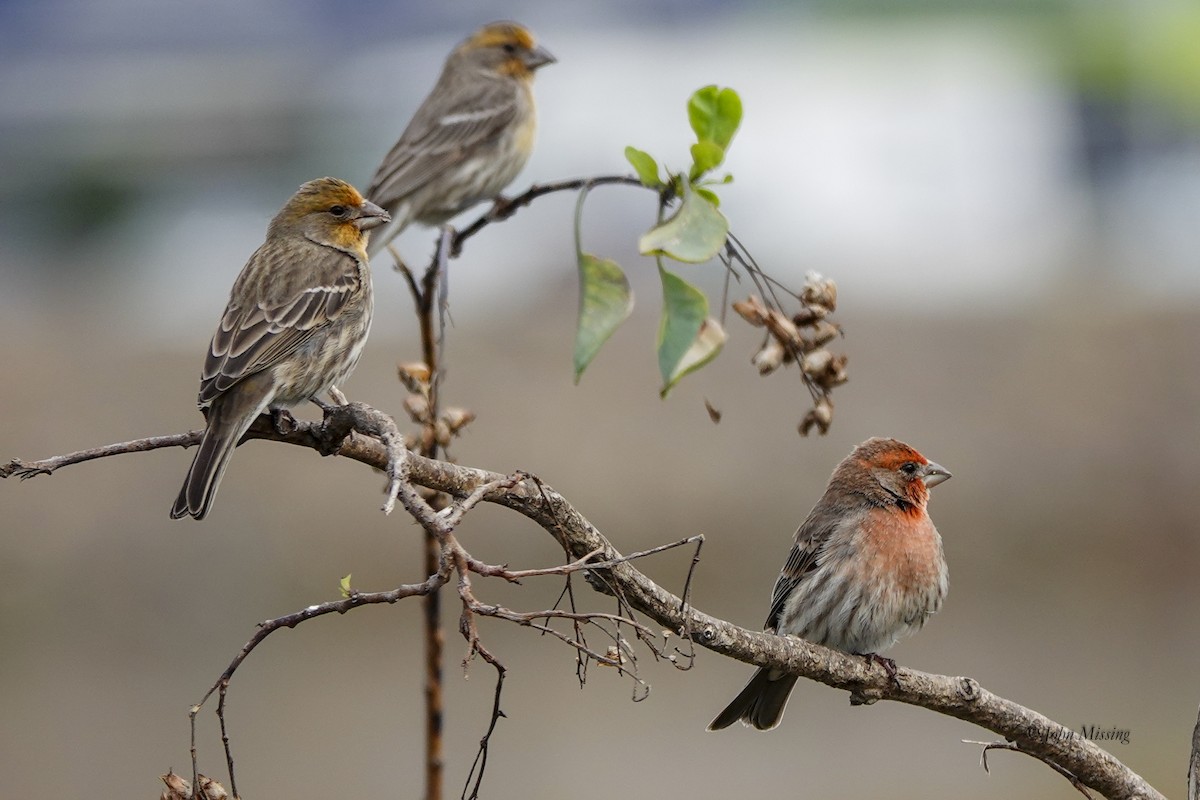 Roselin familier - ML646093699