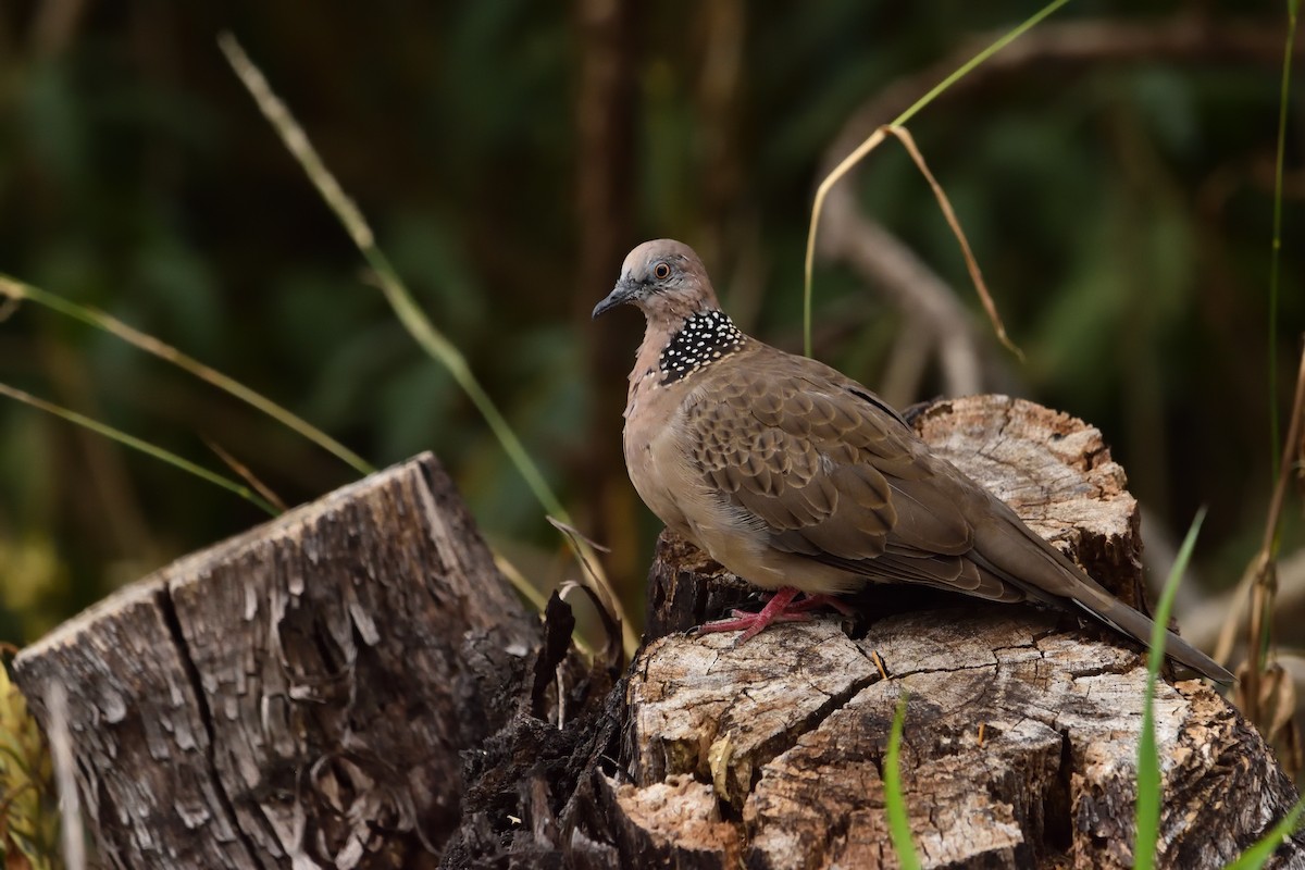 Spotted Dove - ML646093701