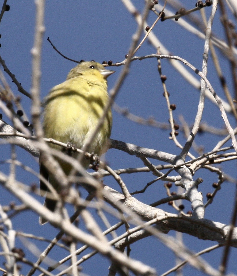 Lesser Goldfinch - ML646093702