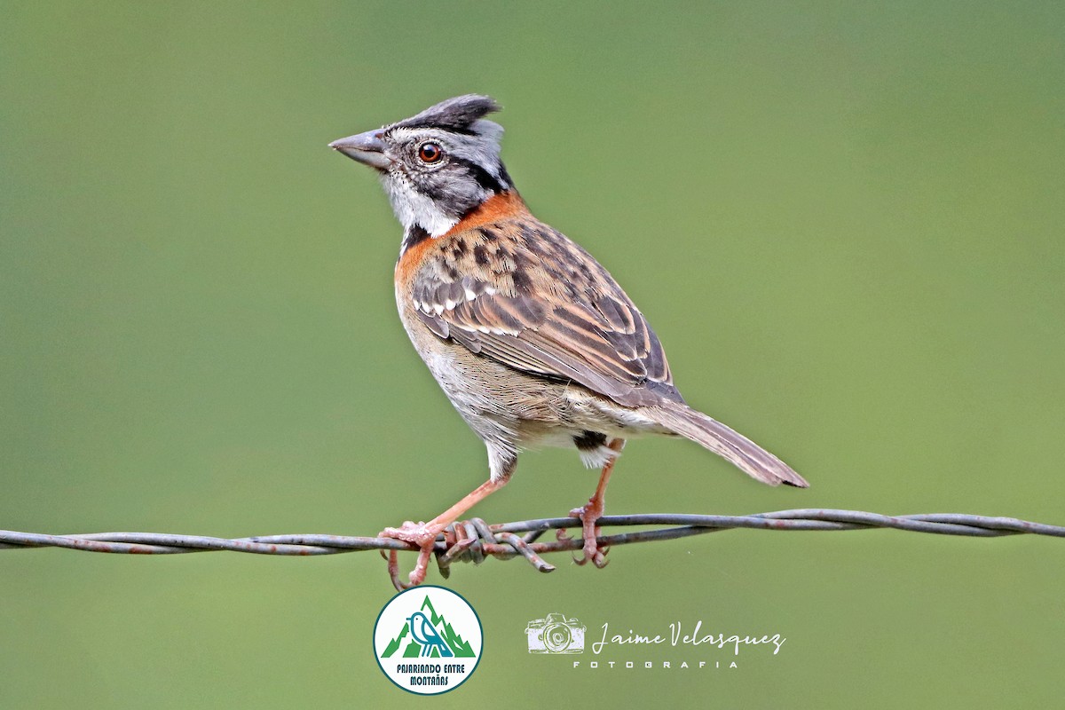 Kızıl Enseli Serçe - ML646093703