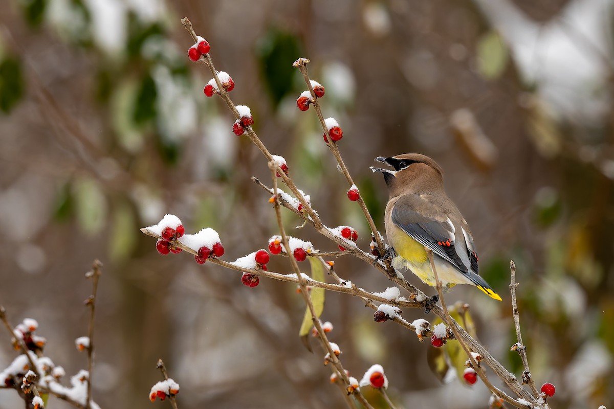 Cedar Waxwing - ML646093704