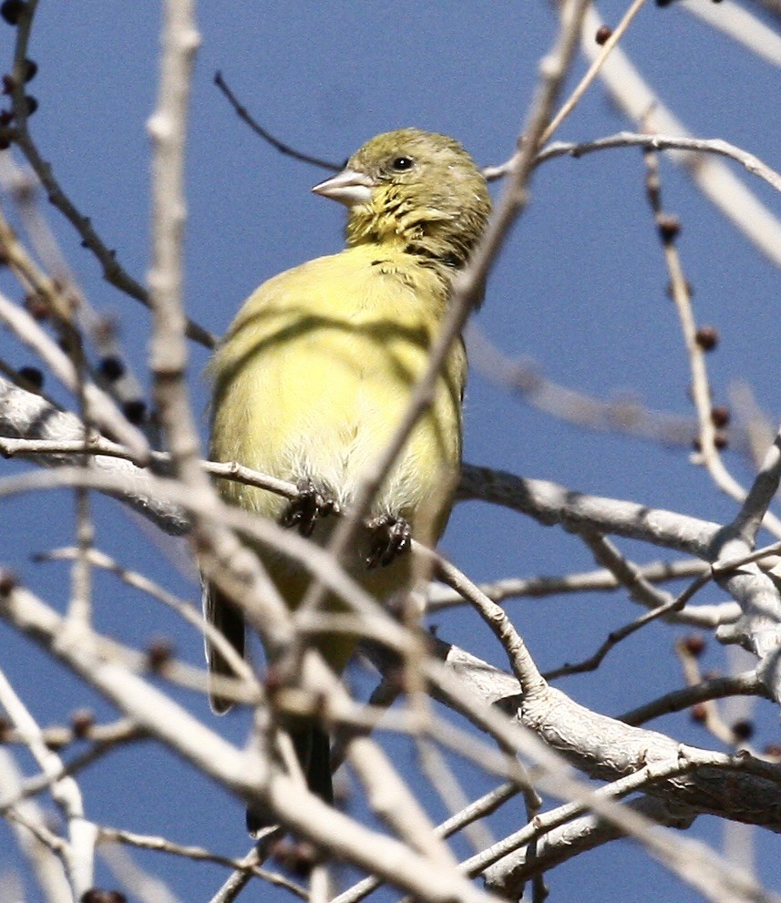Lesser Goldfinch - ML646093709