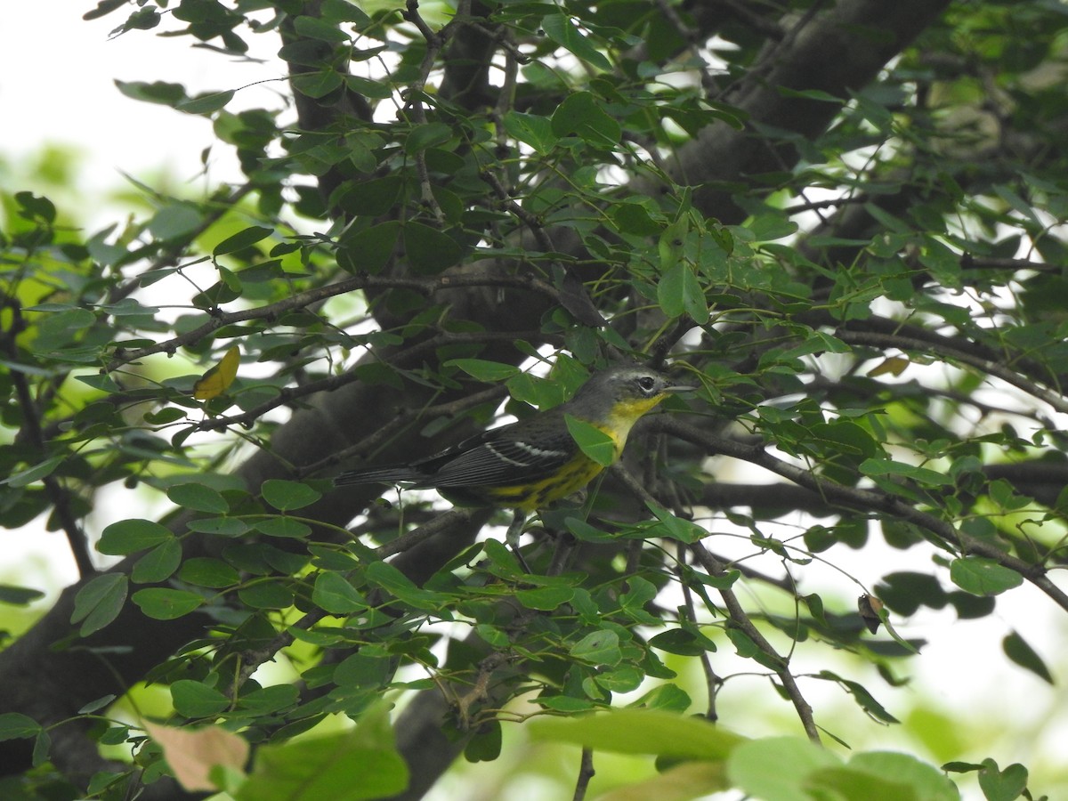 Magnolia Warbler - ML646093711