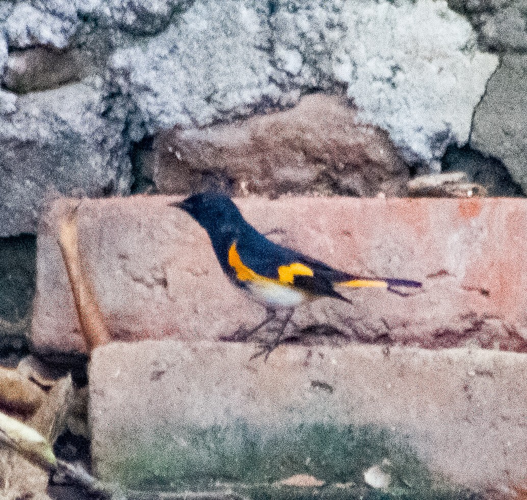American Redstart - ML646093716