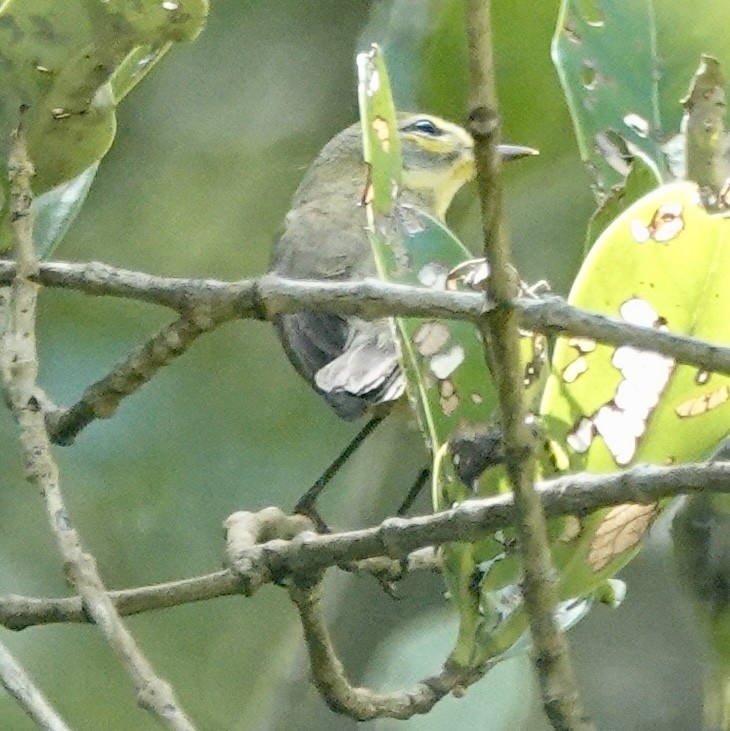 lesňáček pokřovní - ML646093718