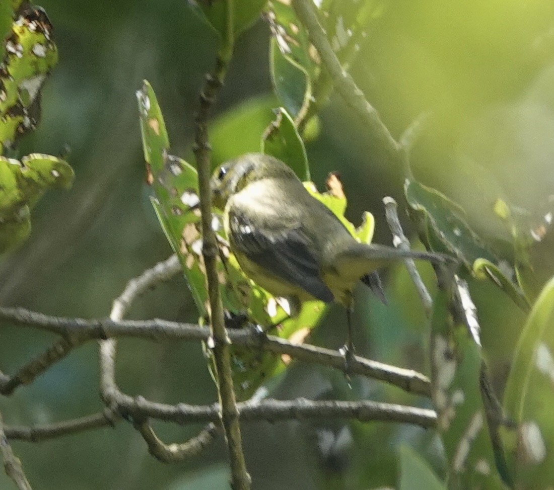 lesňáček pokřovní - ML646093720