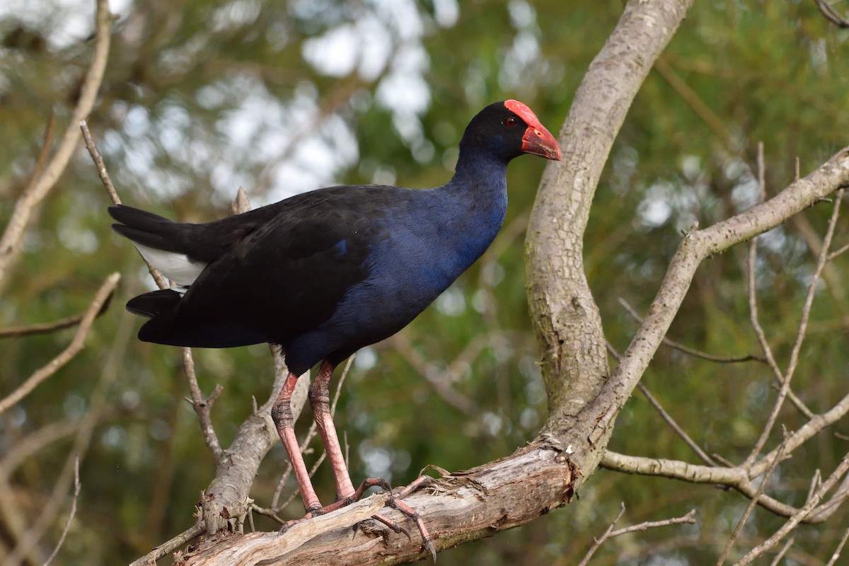 Australasian Swamphen - ML646093722