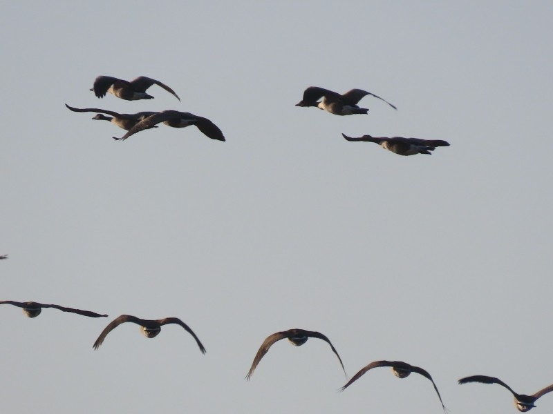 Kanadagans - ML646093724