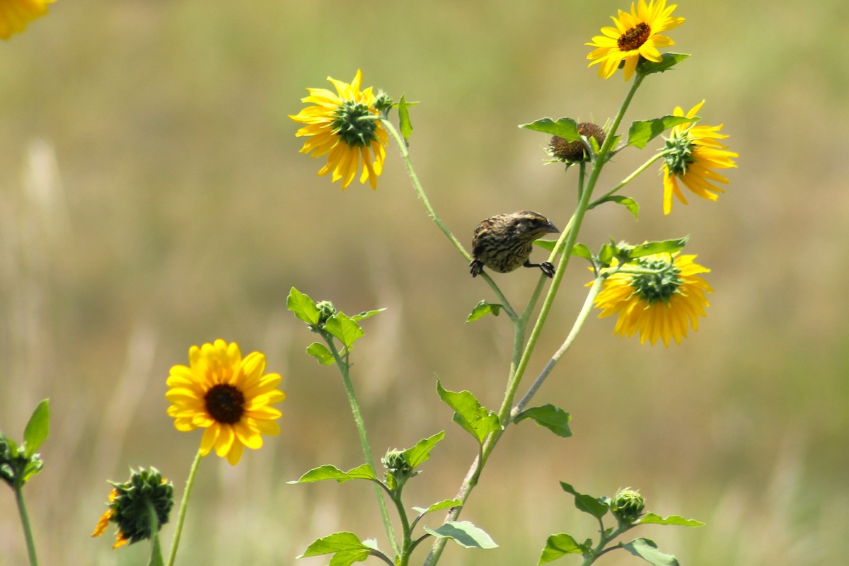 rødvingetrupial - ML646093725