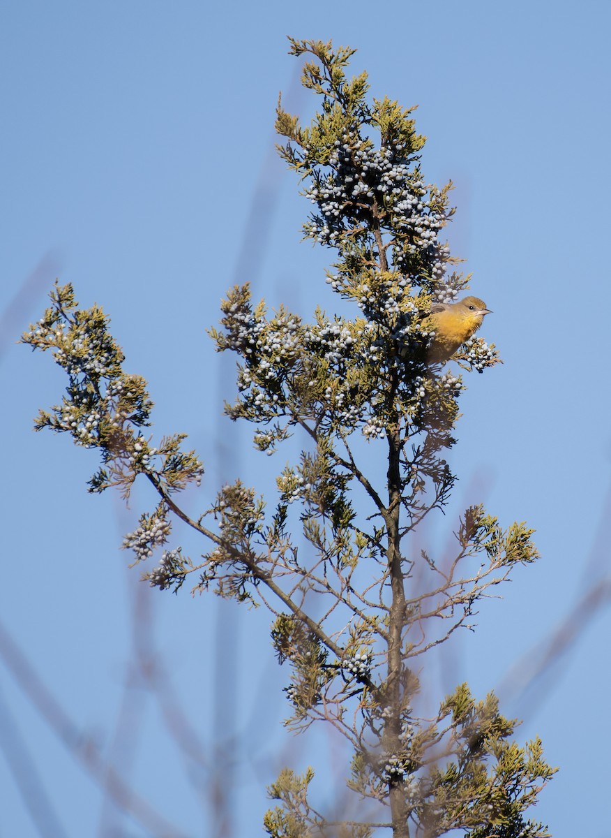 Baltimore Oriole - ML646093730