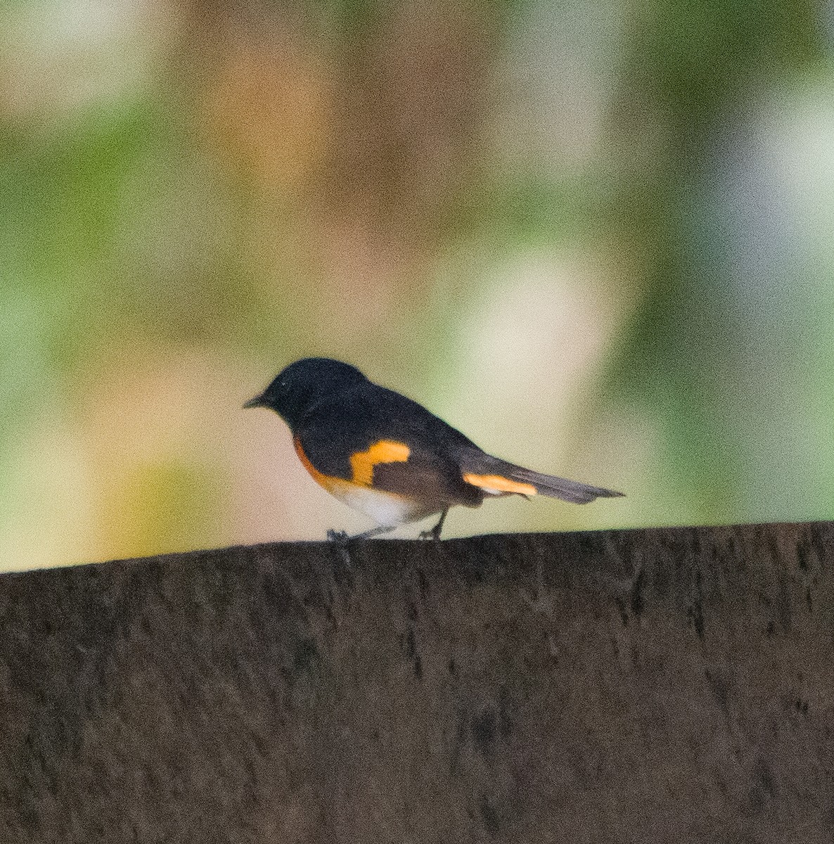 American Redstart - ML646093731