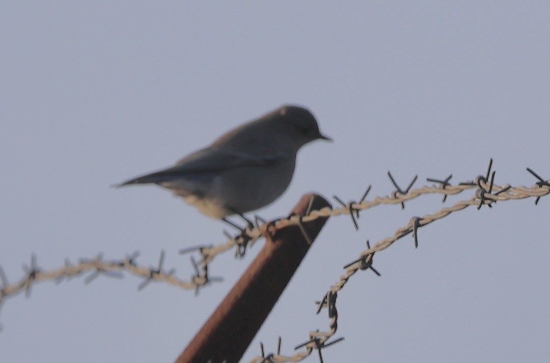 Mountain Bluebird - ML646093732