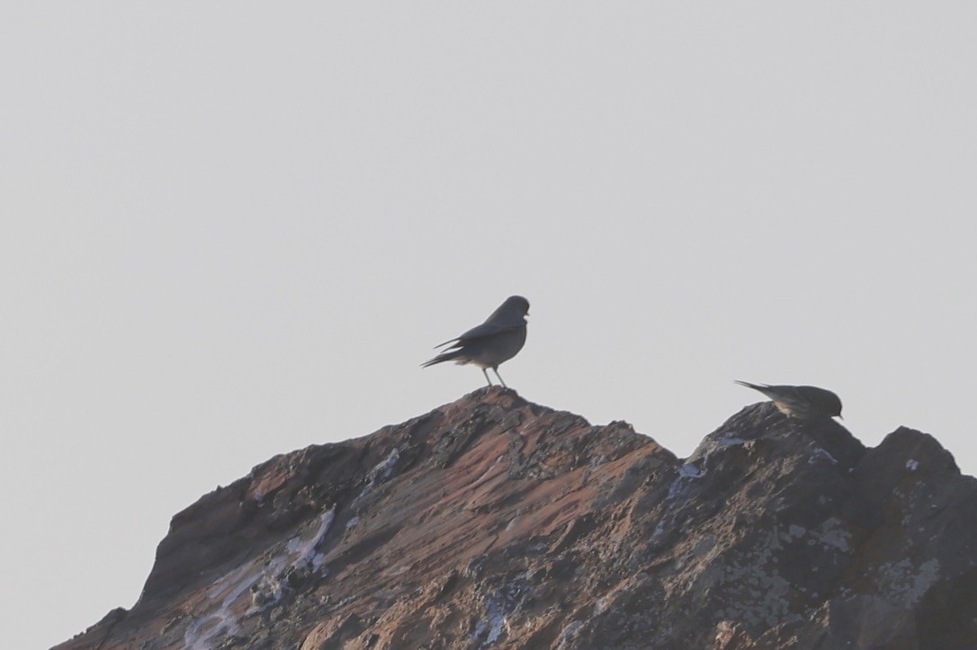 Mountain Bluebird - ML646093735