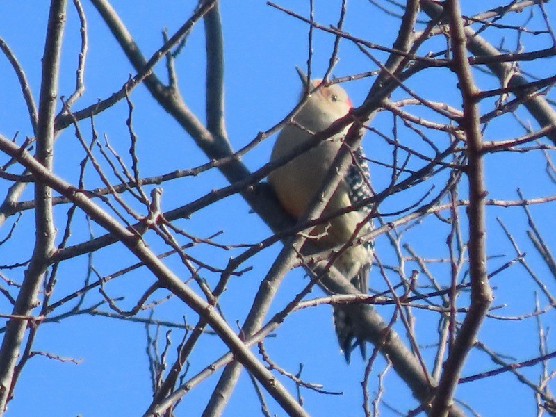 Каролинский дятел - ML646093736