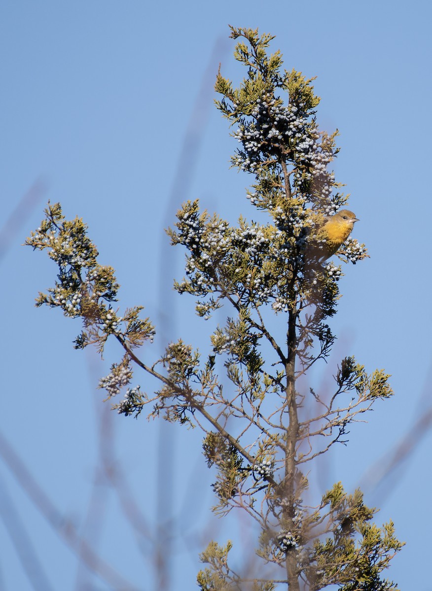 Baltimore Oriole - ML646093737