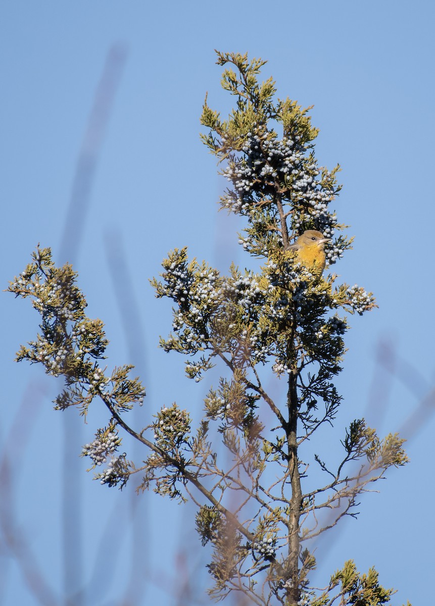 Baltimore Oriole - ML646093741