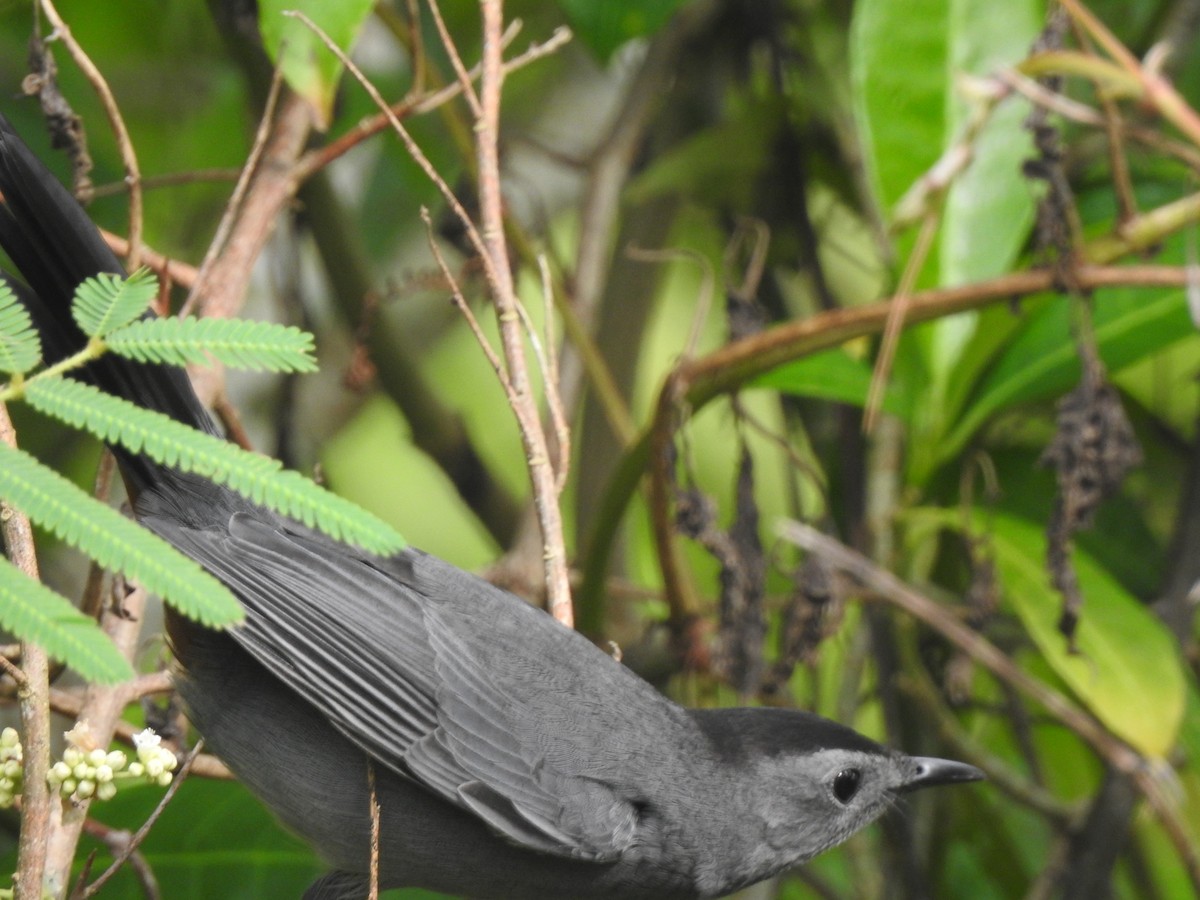 Gri Kedikuşu - ML646093742