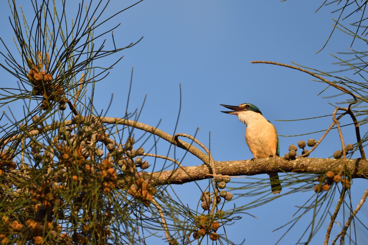 Sacred Kingfisher - ML646093743